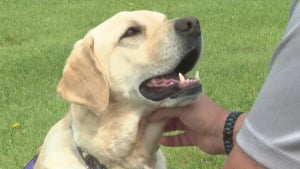 Illustration : Grâce à l’instinct de son Labrador, un ancien militaire échappe à un AVC qui aurait pu lui être fatal (vidéo)