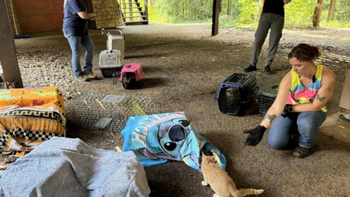 Illustration : "Initialement venue faire un devis, cette femme permet de sauver près de 50 chats de leur condition de vie misérable"