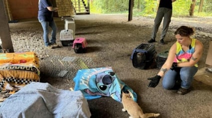 Illustration : Initialement venue faire un devis, cette femme permet de sauver près de 50 chats de leur condition de vie misérable