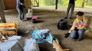 Illustration : "Initialement venue faire un devis, cette femme permet de sauver près de 50 chats de leur condition de vie misérable"
