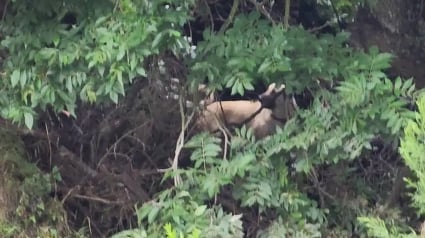 Illustration : Coincée 16 heures dans un ravin inondé, une chienne survit à sa mésaventure grâce à un collier GPS