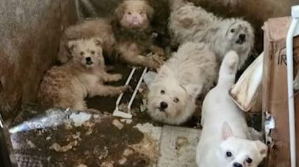 Illustration : Dans l'appartement d'une vieille dame peuplé de cent chiens, 5 nouveau-nés incarnent l’espoir et la résilience