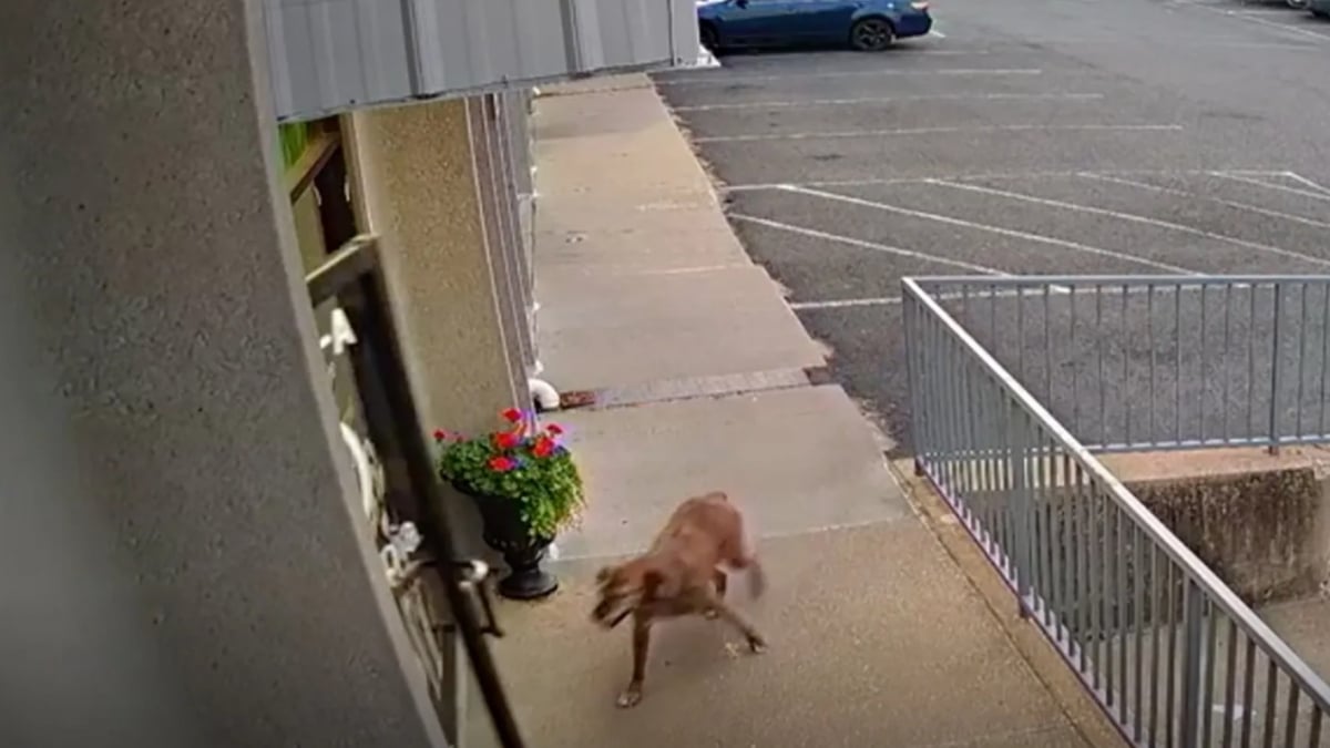 Illustration : "Un chien fugue de chez lui pour se rendre à la pension canine qu'il aime par-dessus tout"