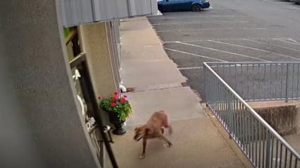 Illustration : Un chien fugue de chez lui pour se rendre à la pension canine qu'il aime par-dessus tout