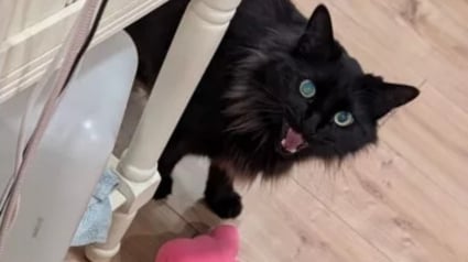 Illustration : Chaque nuit, ce chat reconnaissant et attentionné apporte des peluches à sa maîtresse pour la consoler après une rupture