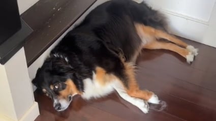 Illustration : Elle s'attend à ce que son chien lui fasse la fête en rentrant mais il lui rappelle aussitôt qu'elle n'est pas sa personne préférée (vidéo)