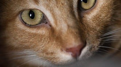 Illustration : "Véritable survivant", ce chat à l’adoption a échappé à l'impensable et espère retrouver la chaleur d'un foyer