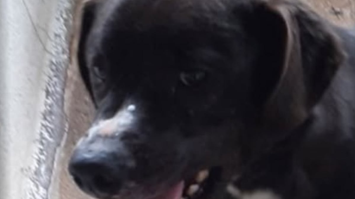 Illustration : "« Je veux juste rattraper le temps perdu et être aimé » : lâchement abandonné, ce chien est ignoré par les adoptants"