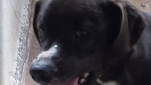 Illustration : "« Je veux juste rattraper le temps perdu et être aimé » : lâchement abandonné, ce chien est ignoré par les adoptants"