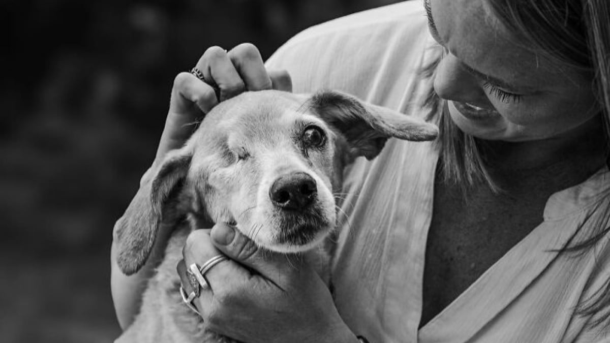 Illustration : "15 photos très émouvantes qui capturent les derniers instants entre des animaux et leurs humains"