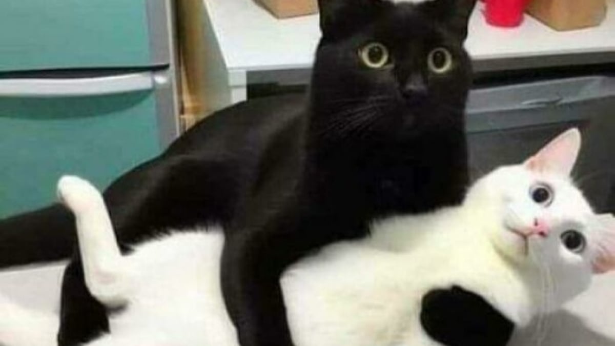Illustration : "20 photos drôles de chats qui ne trompent pas leur réputation"