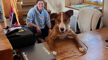 Illustration : Sauvé d’un abandon en pleine forêt par une musheuse, un chien trouve une nouvelle famille à l’office de tourisme