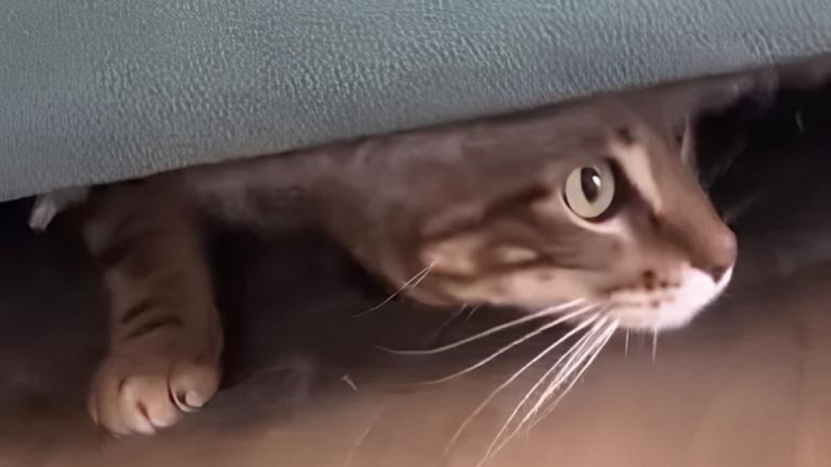 Illustration : "Elle vend son vieux canapé en ligne sans savoir que son chat s’était caché à l’intérieur (vidéo)"