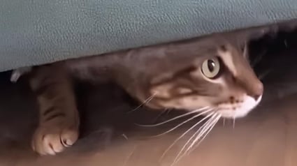 Illustration : Elle vend son vieux canapé en ligne sans savoir que son chat s’était caché à l’intérieur (vidéo)