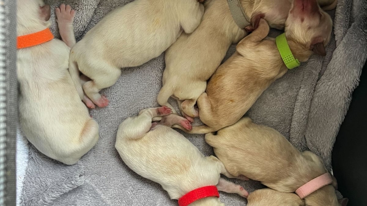 Illustration : "13 chiots retrouvés seuls, mais leur famille était bien plus proche qu’on ne le pensait"
