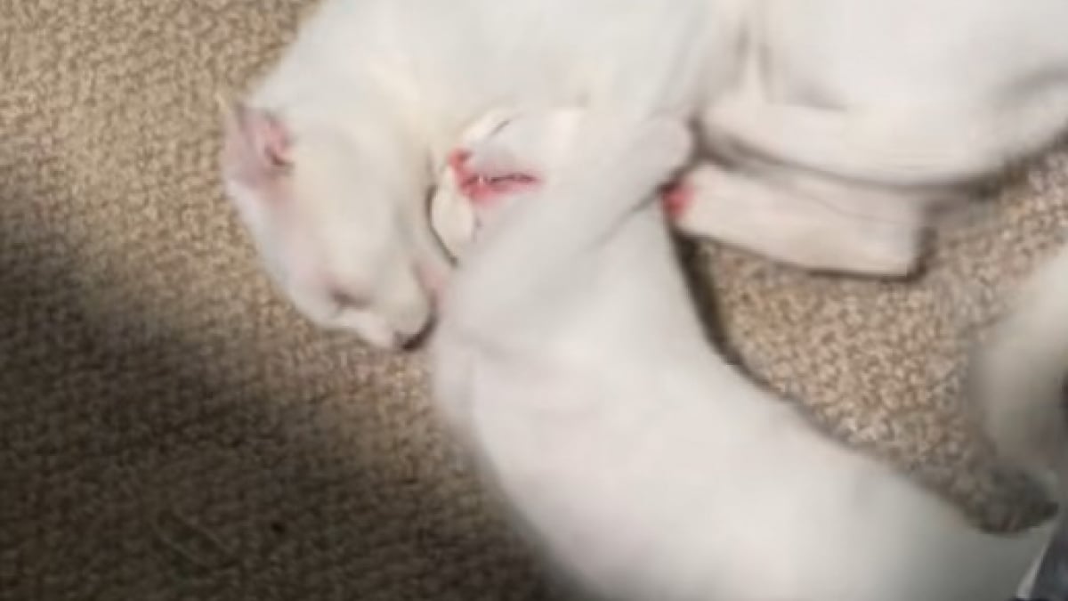 Illustration : "Cette mère chatte aimante décide d’adopter une éducation stricte pour ses petits (vidéo) "