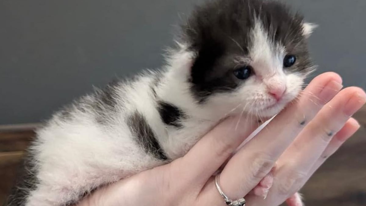 Illustration : "Tombé dans un trou de 4 mètres juste après sa naissance, ce chaton a déjà l’âme d’un battant "