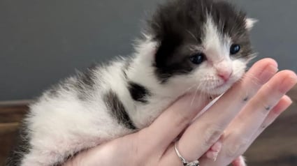 Illustration : Tombé dans un trou de 4 mètres juste après sa naissance, ce chaton a déjà l’âme d’un battant 