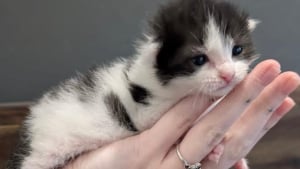 Illustration : "Tombé dans un trou de 4 mètres juste après sa naissance, ce chaton a déjà l’âme d’un battant "