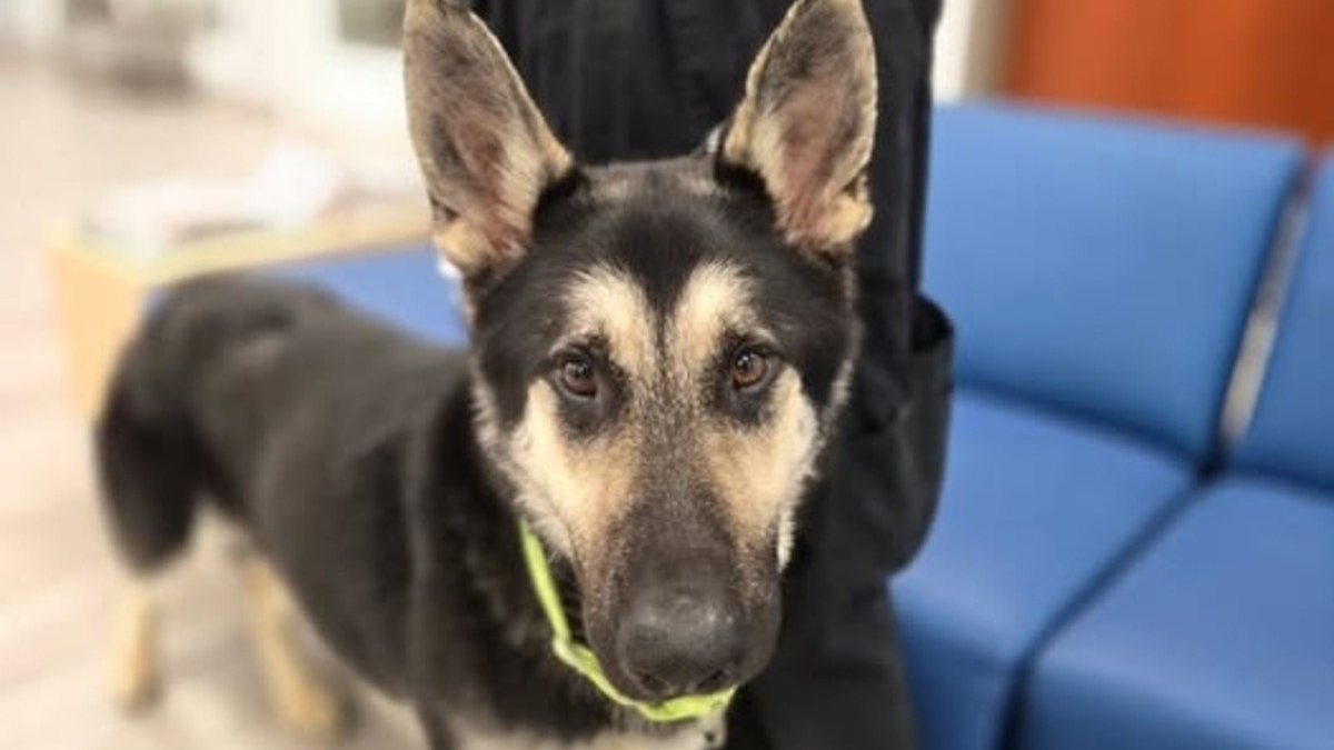 Illustration : "Blessé par balle au visage, ce chien surmonte son traumatisme et s'offre une nouvelle vie dans une famille aimante avec 2 congénères bienveillants"