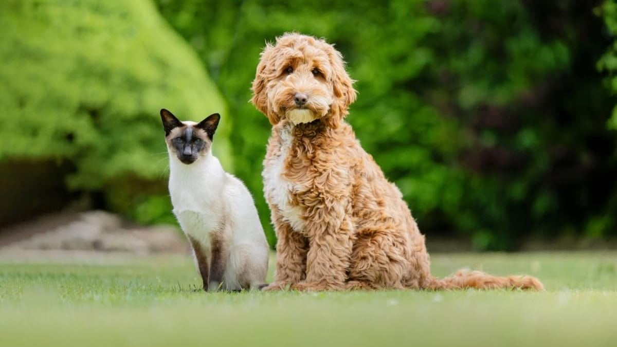Illustration : "Ce chat patient et amical joue un rôle clé dans la formation des chiens d'assistance pour personnes sourdes"
