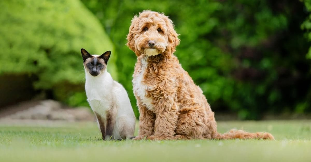 Ce chat patient et amical joue un rôle clé dans la formation des chiens ...