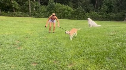 Illustration : Heureux de pouvoir enfin courir librement, cet ancien chien de refuge est fou de joie dans le jardin (vidéo)