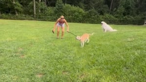 Illustration : "Heureux de pouvoir enfin courir librement, cet ancien chien de refuge est fou de joie dans le jardin (vidéo)"