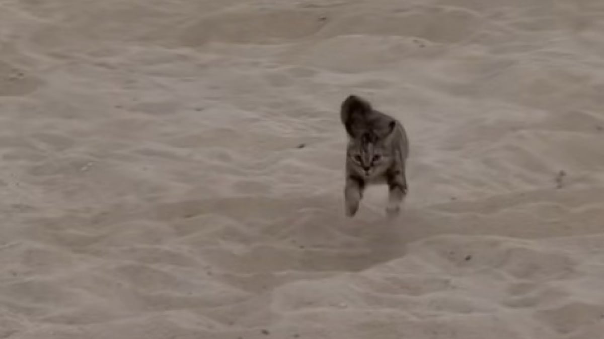 Illustration : "Ce chat s’amuse comme un fou sur la plage où il a été sauvé lorsqu’il n’était qu’un chaton (vidéo) "