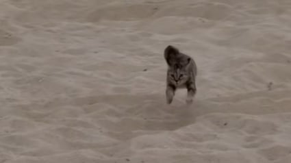 Illustration : Ce chat s’amuse comme un fou sur la plage où il a été sauvé lorsqu’il n’était qu’un chaton (vidéo) 