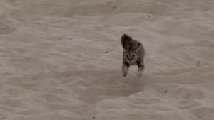 Illustration : "Ce chat s’amuse comme un fou sur la plage où il a été sauvé lorsqu’il n’était qu’un chaton (vidéo) "