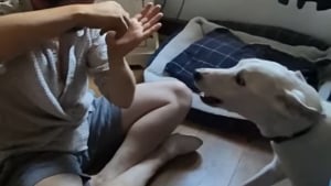 Illustration : "Ce chien sourd s'illumine chaque fois que ses humains lui font comprendre qu'ils l'emmènent en promenade (vidéo)"