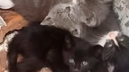 Illustration : Le sort de 4 chatons abandonnés dans une poubelle bouleverse des bénévoles qui joignent leurs efforts pour leur offrir la vie heureuse qu'ils méritent