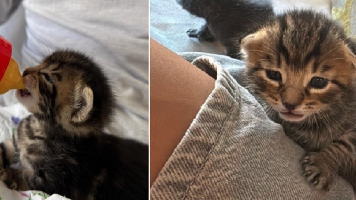 Illustration : "Ces colocataires qui n’avaient jamais eu d’animaux réservent un accueil grandiose à une portée de chatons ayant élu domicile dans un placard"