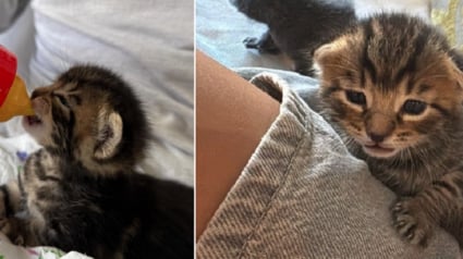 Illustration : Ces colocataires qui n’avaient jamais eu d’animaux réservent un accueil grandiose à une portée de chatons ayant élu domicile dans un placard