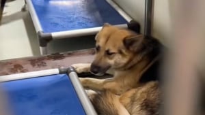 Illustration : "Adopté comme « le chien le plus triste du refuge », un croisé Berger Allemand découvre peu à peu la joie et la tendresse auprès de sa maîtresse (vidéo)"