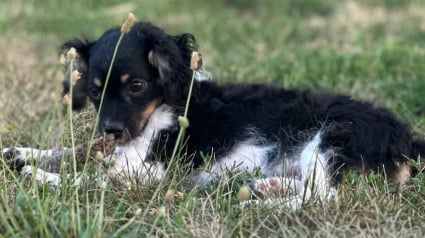 Illustration : Aveugle, cette chatte s’attache à un chien Cavapoo et le traite comme son chaton adoré (vidéo)