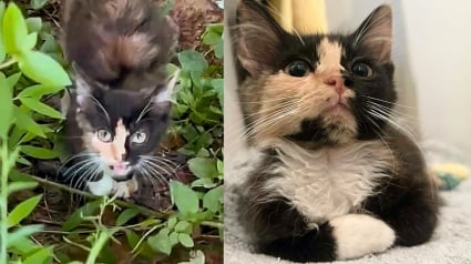 Illustration : Esseulée et affamée, cette chatonne de 8 semaines trouve enfin refuge grâce à une humaine bienveillante (vidéo)