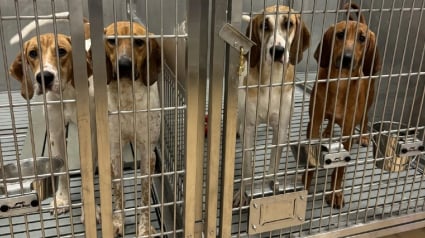 Illustration : Après des révélations troublantes, un hôpital annonce l'arrêt immédiat de ses tests sur des chiens