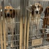 Illustration : Après des révélations troublantes, un hôpital annonce l'arrêt immédiat de ses tests sur des chiens