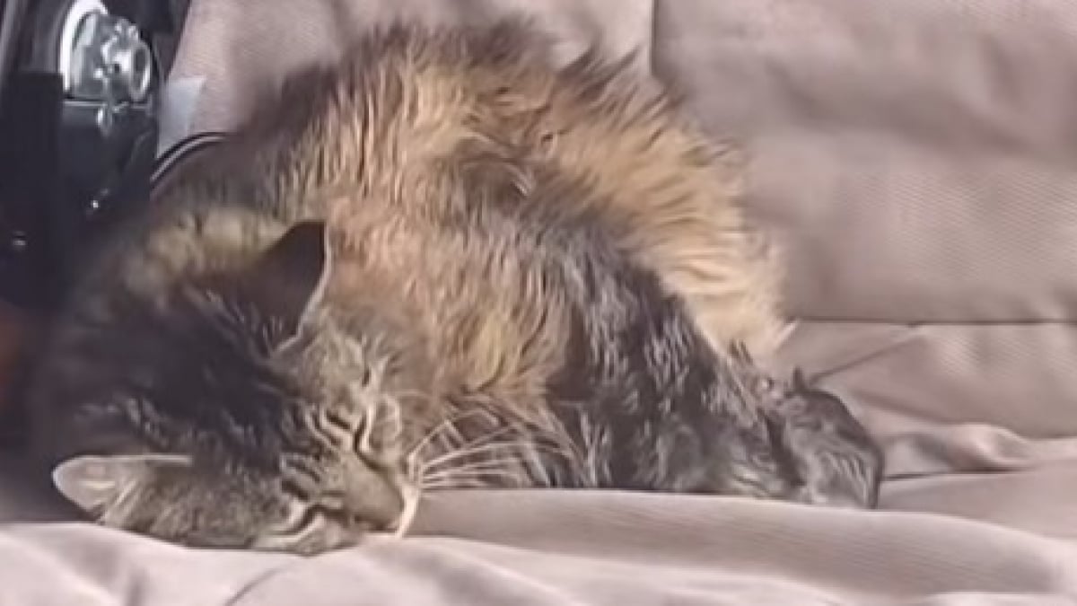 Illustration : "En entrant dans son garage, elle découvre une chatte errante en plein travail (vidéo) "