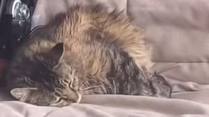 Illustration : "En entrant dans son garage, elle découvre une chatte errante en plein travail (vidéo) "