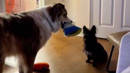 Illustration : Pour mettre à l’aise un chien errant, ce Berger Australien l’invite à jouer (vidéo)