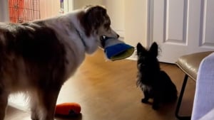 Illustration : "Pour mettre à l’aise un chien errant, ce Berger Australien l’invite à jouer (vidéo)"