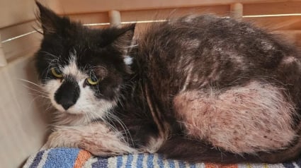 Illustration : Ce chat couvert de puces est l’un des cas d’infestation les plus graves qu’un vétérinaire ait connu 