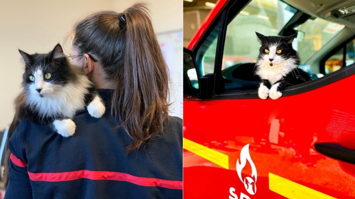Illustration : "Un chaton trouvé sous une antenne devient la mascotte d’une caserne de pompiers"