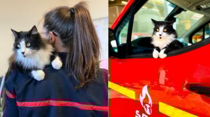 Illustration : Un chaton trouvé sous une antenne devient la mascotte d’une caserne de pompiers