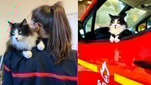Illustration : "Un chaton trouvé sous une antenne devient la mascotte d’une caserne de pompiers"