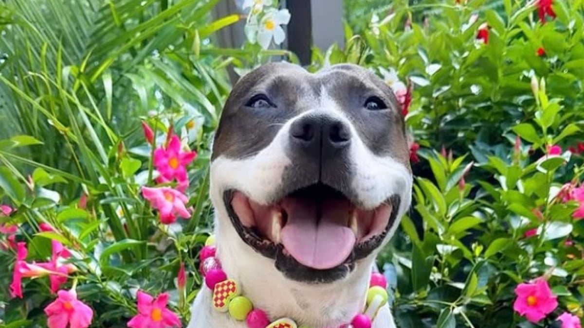 Illustration : "Une propriétaire prouve qu’adopter un Pitbull comme chien de garde n’est pas forcément une bonne idée (vidéo) "
