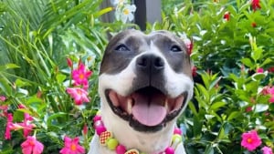 Illustration : "Une propriétaire prouve qu’adopter un Pitbull comme chien de garde n’est pas forcément une bonne idée (vidéo) "